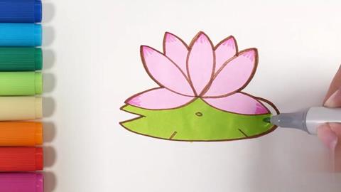 荷花
