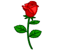 玫瑰花