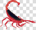 蝎子