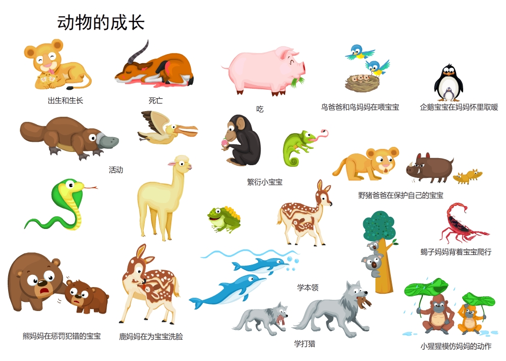 动物的成长