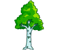 桦树