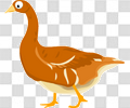 鸭子