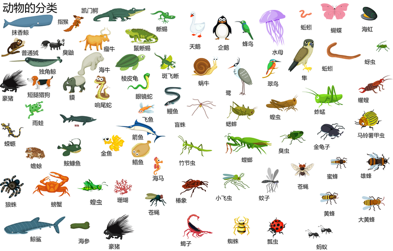 动物的分类
