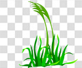 草