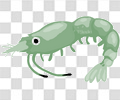 虾