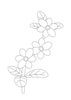 迎春花