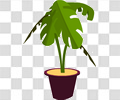 室内植物