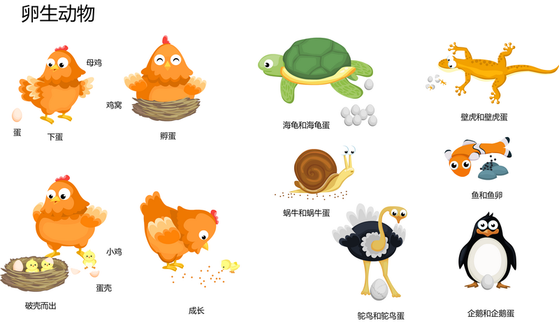卵生动物