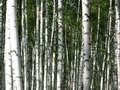桦树