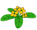 桂花
