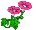 牵牛花