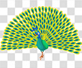 孔雀