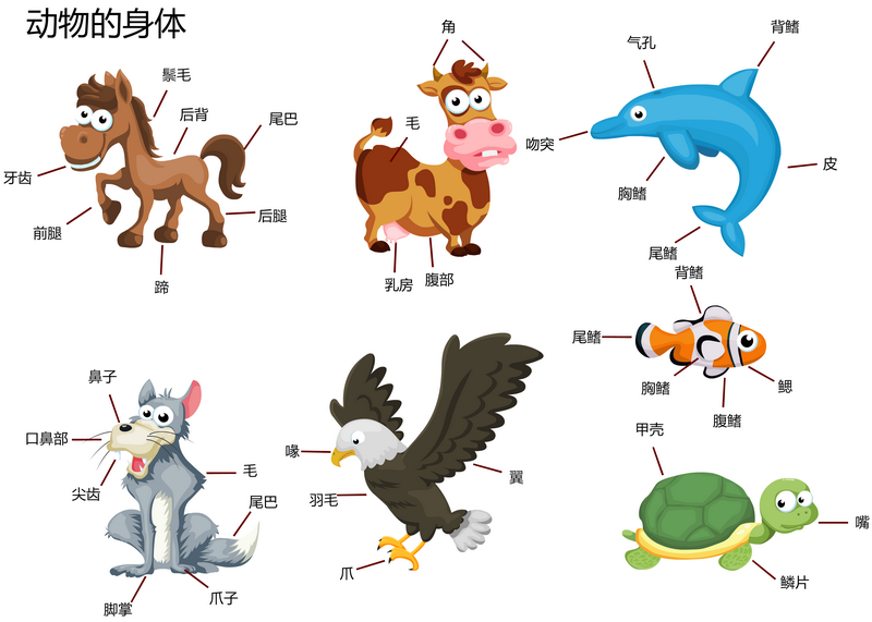 动物的身体