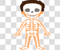 骨骼
