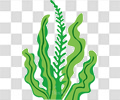 海草