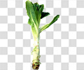 莴苣
