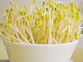 豆芽