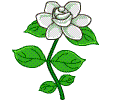 茉莉花