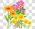 鲜花