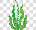 海藻