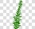 蕨类植物