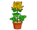 菊花