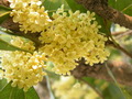 桂花